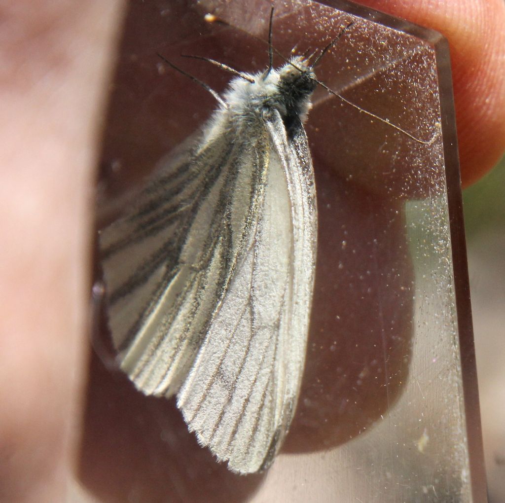 Pieris bryoniae o napi?  P. napi